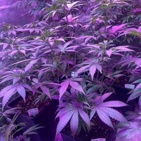 Mimosa x Orange Punch  growlog timeline photo