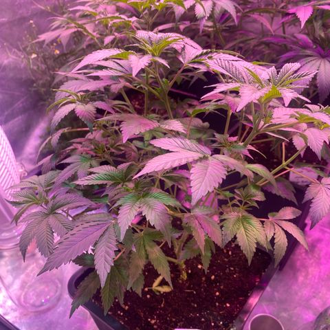 Mimosa x Orange Punch  growlog timeline photo