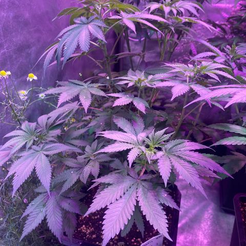 Mimosa x Orange Punch  growlog timeline photo