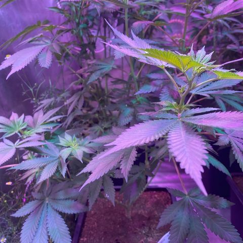 Mimosa x Orange Punch  growlog timeline photo