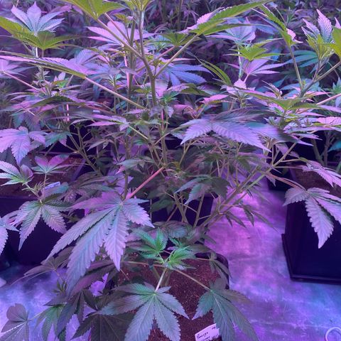 Mimosa x Orange Punch  growlog timeline photo