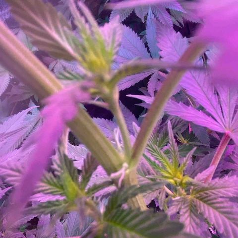 Mimosa x Orange Punch  growlog photo: Pistilos