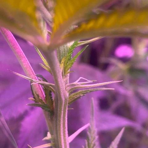 Mimosa x Orange Punch  growlog photo: Pistilos