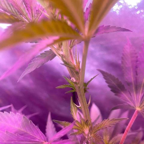 Mimosa x Orange Punch  growlog photo: Pistilos
