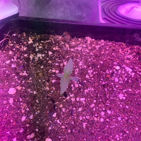 Insanity OG growlog photo: Todas plantinha e saudáveis. 