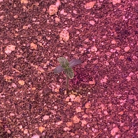 Insanity OG growlog photo: Todas plantinha e saudáveis. 