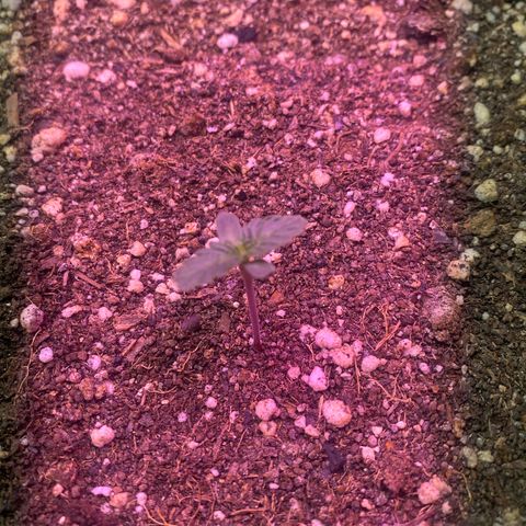 Insanity OG growlog photo: Todas plantinha e saudáveis. 