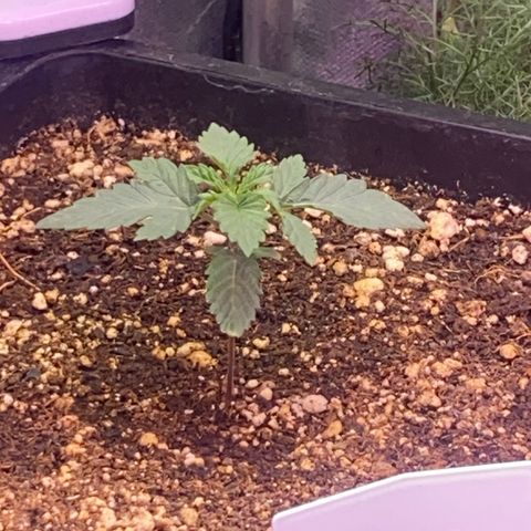 Insanity OG growlog photo: Desenvolvimento saudável 
