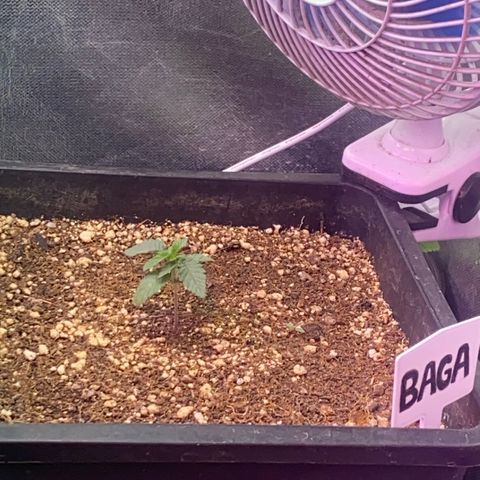 Insanity OG growlog photo: Desenvolvimento saudável 