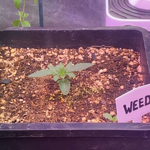 Insanity OG growlog photo: Desenvolvimento saudável 