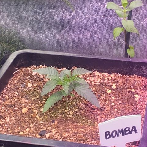 Insanity OG growlog photo: Desenvolvimento saudável 