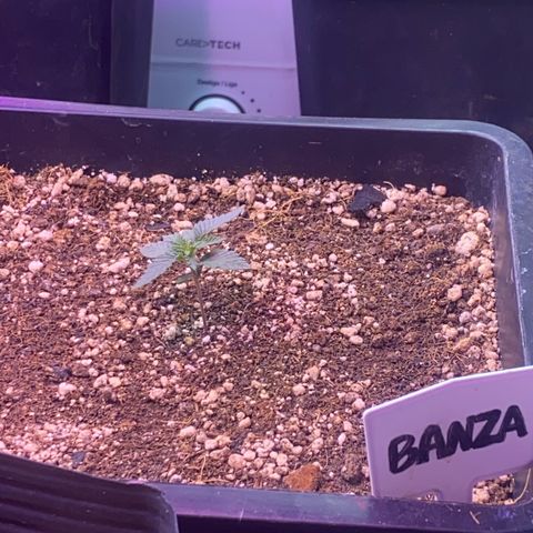 Insanity OG growlog photo: Desenvolvimento saudável 