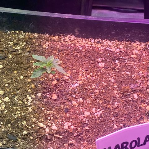 Insanity OG growlog photo: Desenvolvimento saudável 