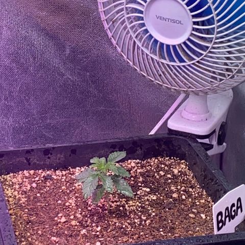 Insanity OG growlog photo: Pastel nasceu com mutação genética. 