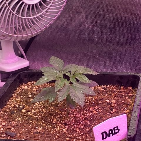 Insanity OG growlog photo: Pastel nasceu com mutação genética. 