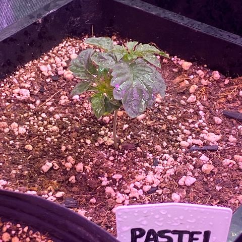 Insanity OG growlog photo: Pastel nasceu com mutação genética. 
