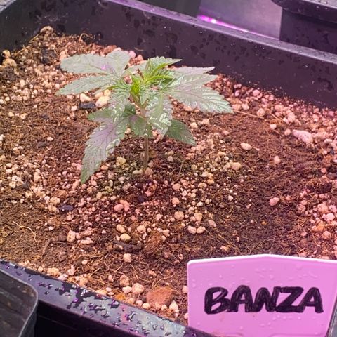 Insanity OG growlog photo: Pastel nasceu com mutação genética. 