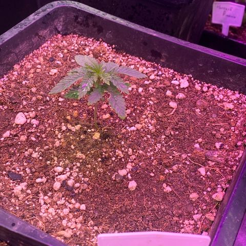 Insanity OG growlog photo: Pastel nasceu com mutação genética. 