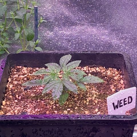 Insanity OG growlog photo: Pastel nasceu com mutação genética. 