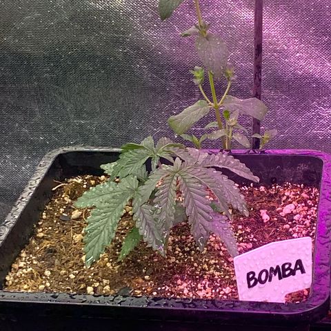 Insanity OG growlog photo: Pastel nasceu com mutação genética. 