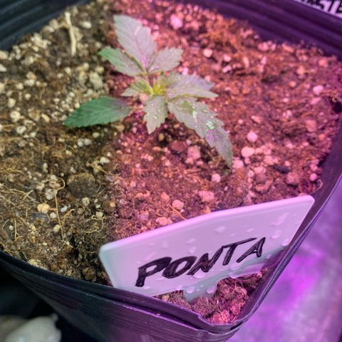 Mimosa x Orange Punch growlog timeline photo