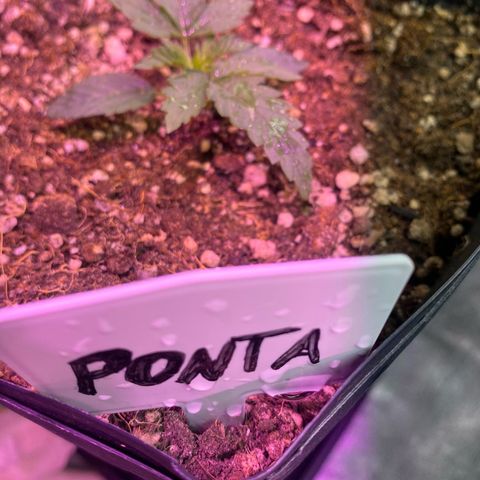 Mimosa x Orange Punch growlog timeline photo