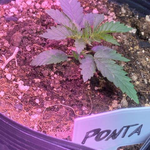 Mimosa x Orange Punch growlog timeline photo