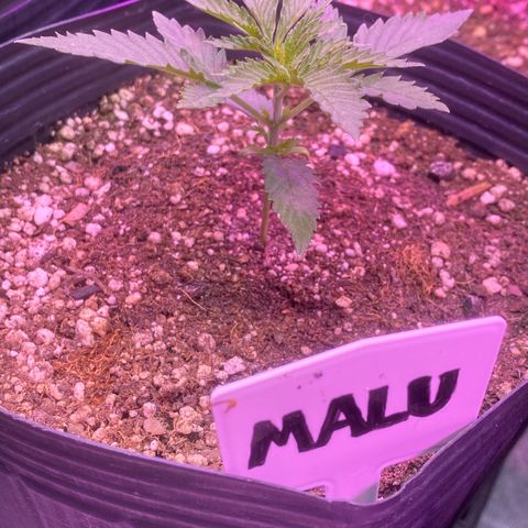 Mimosa x Orange Punch growlog timeline photo