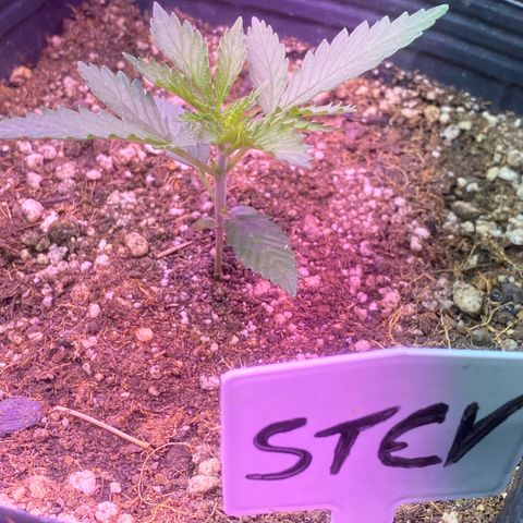 Mimosa x Orange Punch growlog timeline photo