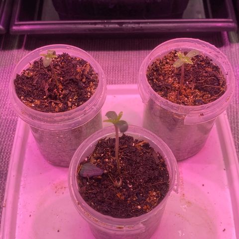 Slurricane #7 S1 growlog timeline photo