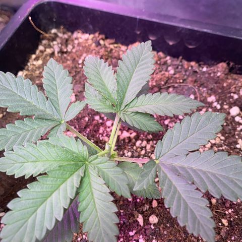 Insanity OG growlog timeline photo