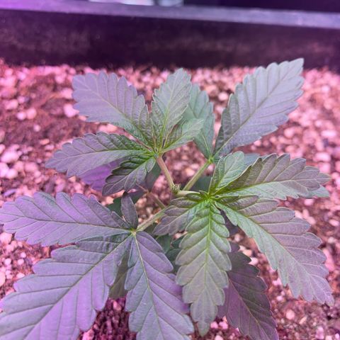 Insanity OG growlog timeline photo