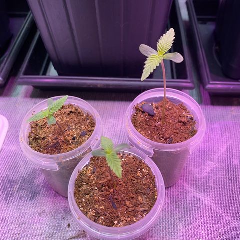 Slurricane #7 S1 growlog timeline photo