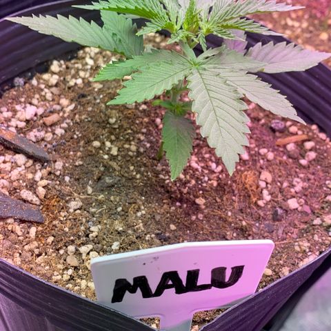 Mimosa x Orange Punch growlog timeline photo