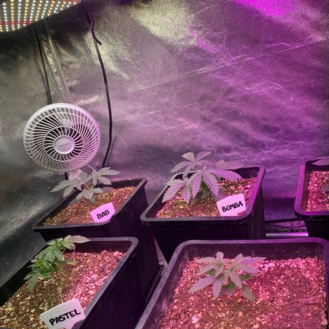 Insanity OG growlog timeline photo