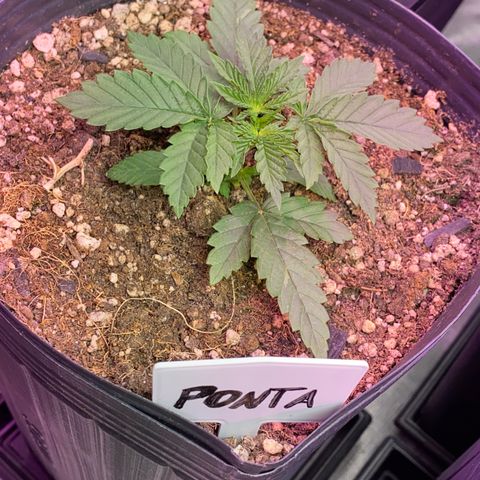 Mimosa x Orange Punch growlog timeline photo