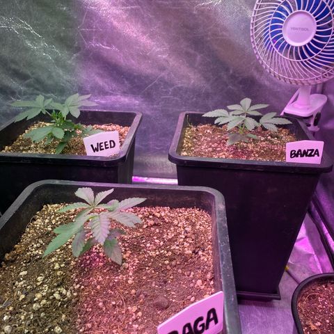 Insanity OG growlog timeline photo