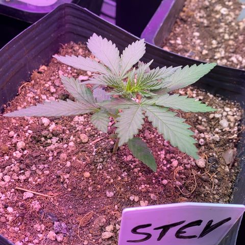 Mimosa x Orange Punch growlog timeline photo