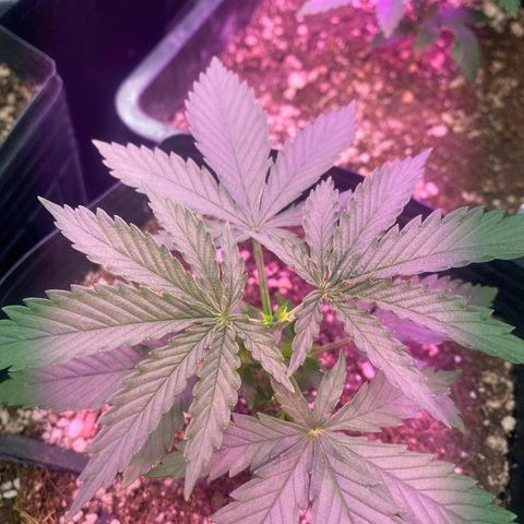 Mimosa x Orange Punch growlog timeline photo