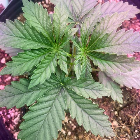 Mimosa x Orange Punch growlog timeline photo