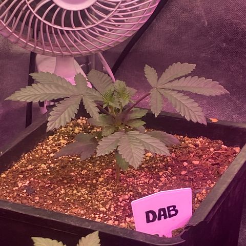 Insanity OG growlog timeline photo