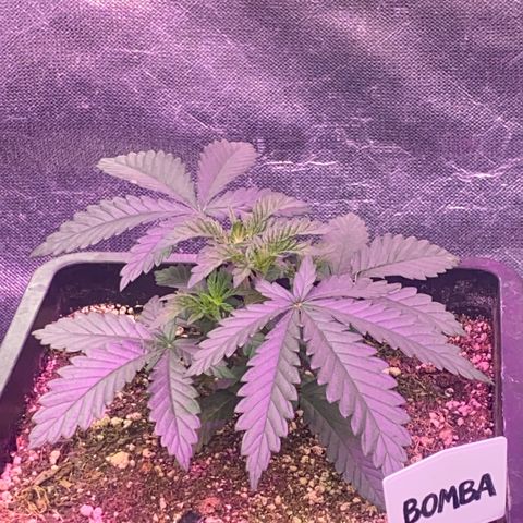 Insanity OG growlog timeline photo