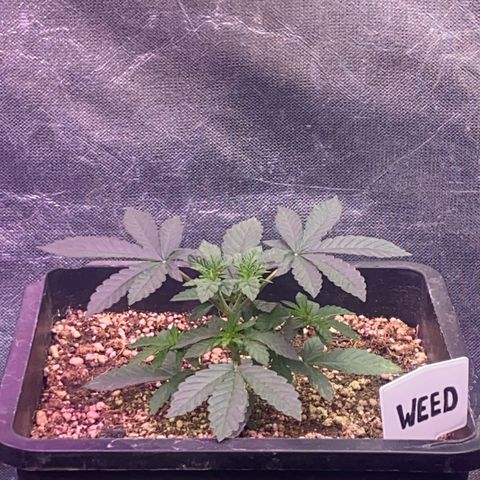 Insanity OG growlog timeline photo