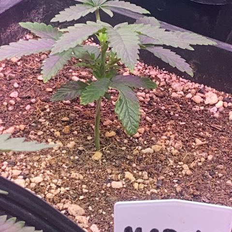 Insanity OG growlog timeline photo