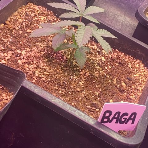 Insanity OG growlog timeline photo