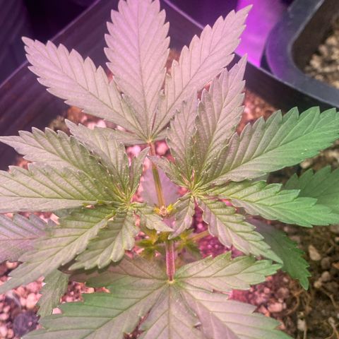 Mimosa x Orange Punch growlog timeline photo