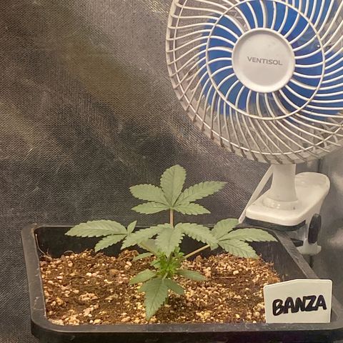 Insanity OG growlog timeline photo