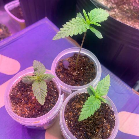 Slurricane #7 S1 growlog timeline photo