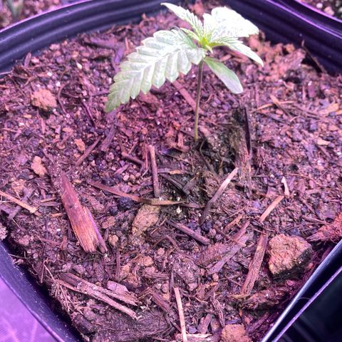 Slurricane #7 S1 growlog timeline photo