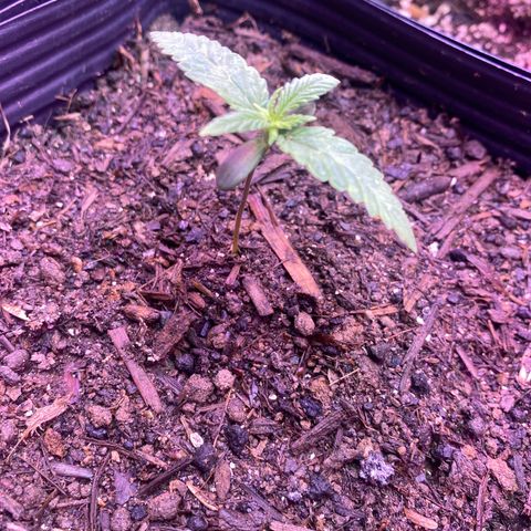 Slurricane #7 S1 growlog timeline photo